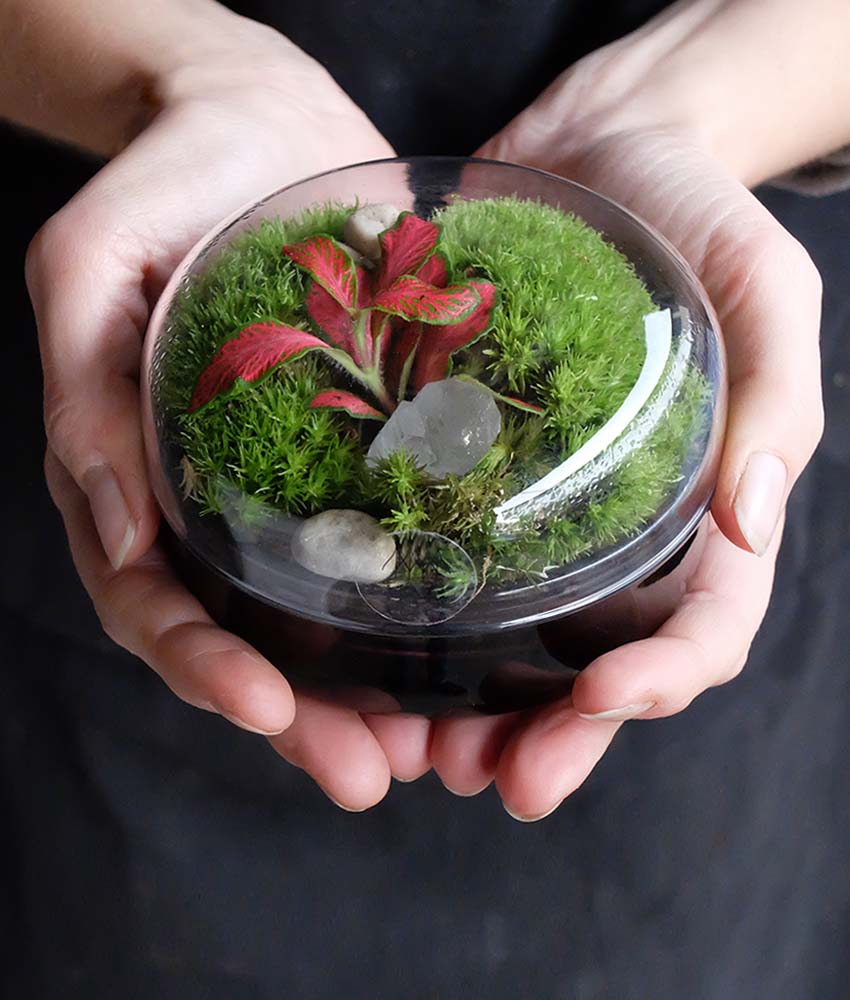 Breve guida ai terrarium: cosa sono e come funzionano i mini giardini.